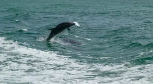 Ballenas y delfines en las Rías Baixas: el espectáculo natural que une Galicia y las Azores